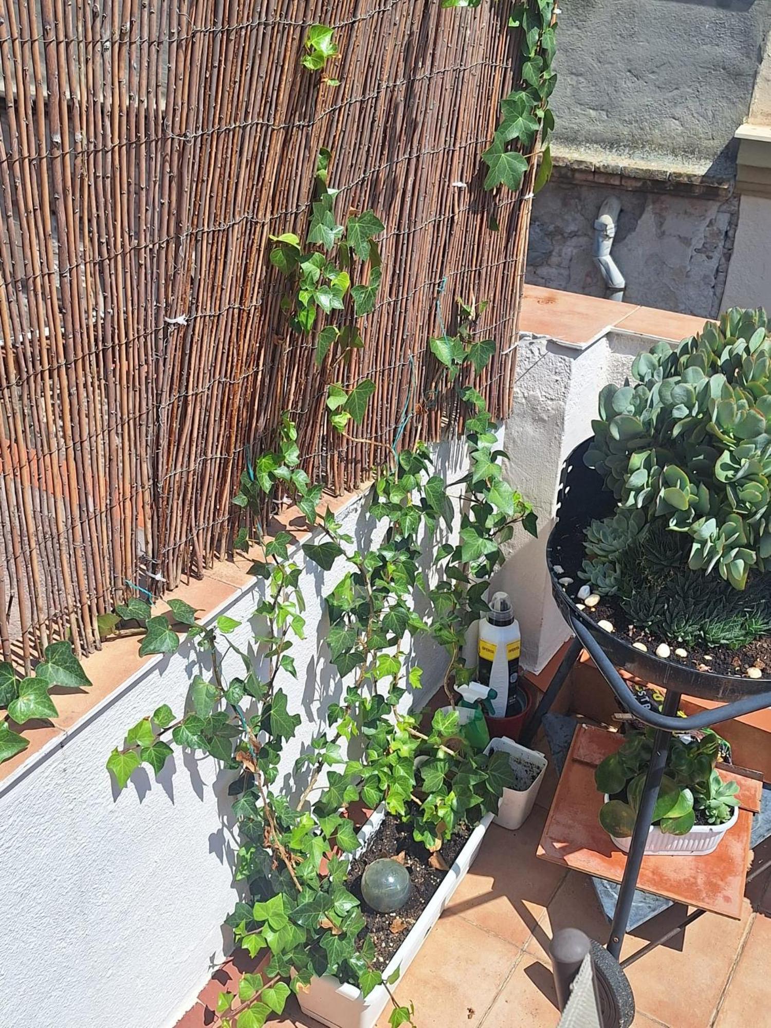 El Terrat De La Tecla - Duplex Casc Antic Lägenhet Tarragona Exteriör bild